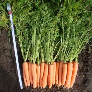 Тексто F1 - морква, 100 000 насінин, Nickerson Zwaan фото, цiна